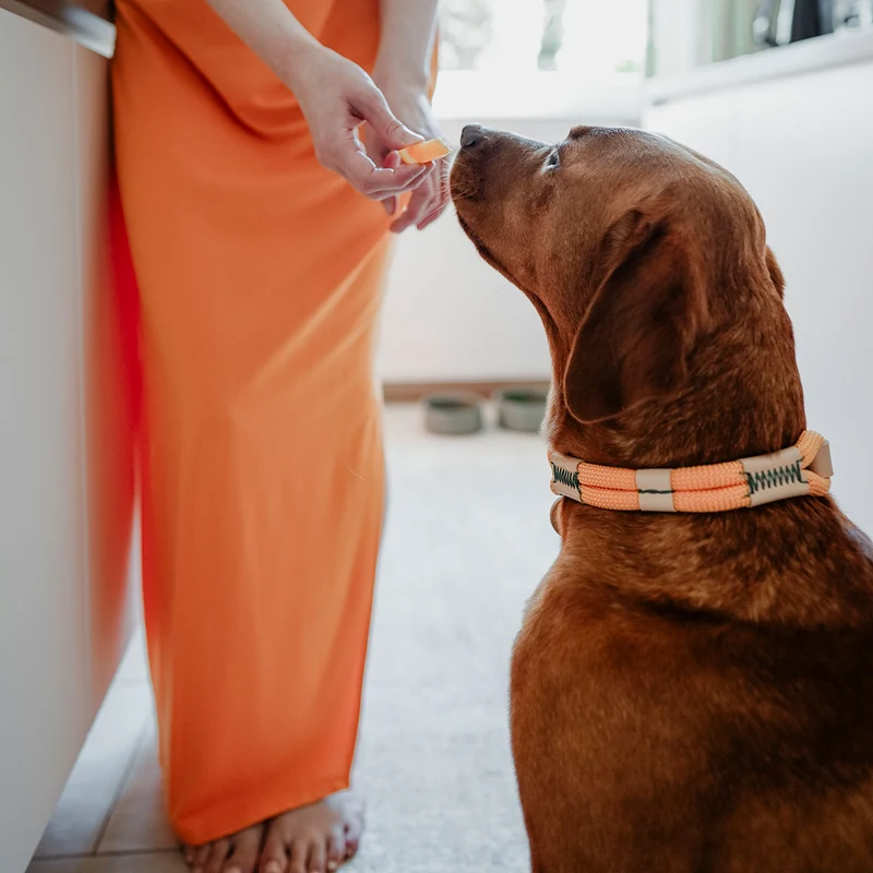MALIA Set Halsband & Leine | apricot