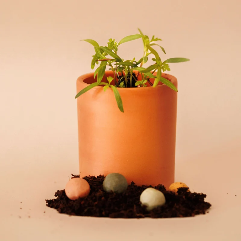 Kit à planter