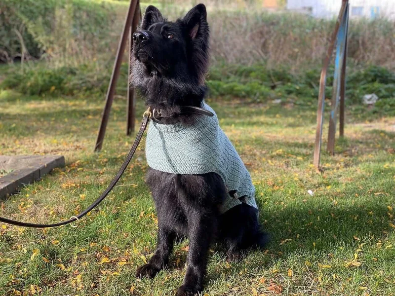 Whisky's sweater Pattern for Dog