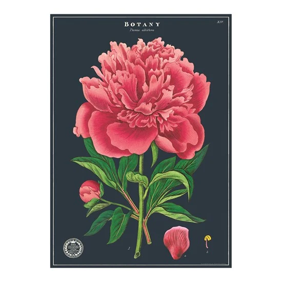 Botanical Studies Poster - 20x28in